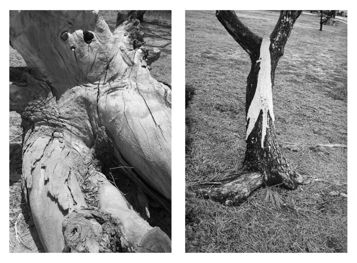 <I>tree elipses</I>, 2017
</br>
archival pigment print mounted on aluminium, 2 prints
</br>
40,5 x 27 cm / 16 x 10.6 in (each)
>