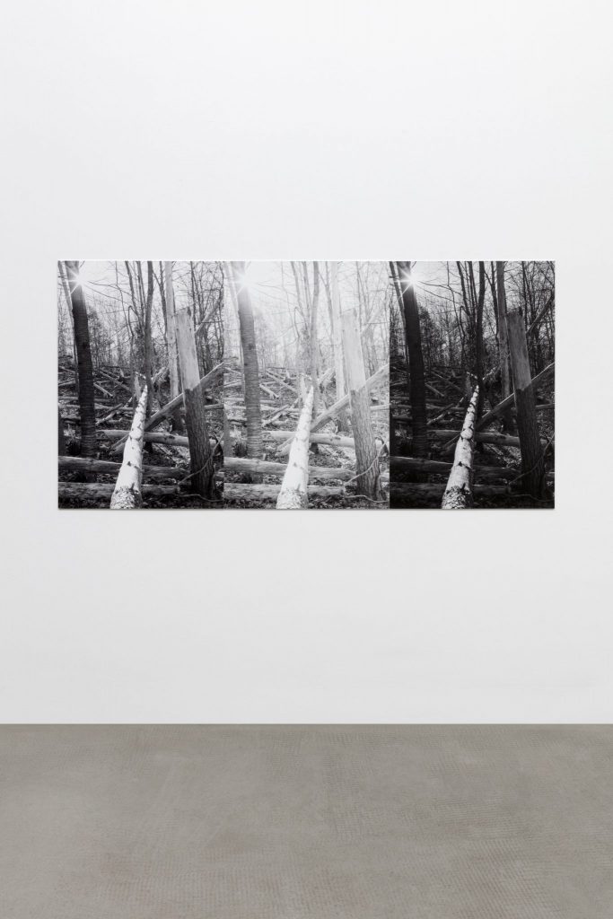 <I>three felled trees</I>, 2018
</br>
archival pigment print mounted on aluminum, 3 prints 
</br>
101,6 x 202,8 x 0,8 cm / 40 x 79.8 x 0.3 in>