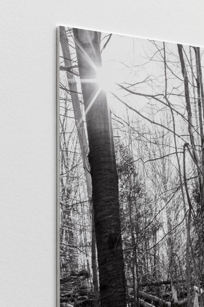 <i>three felled trees</i>, 2018</br>
(detail)