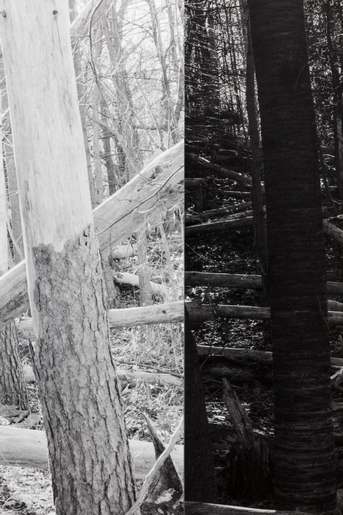 <i>three felled trees</i>, 2018</br>
(detail)