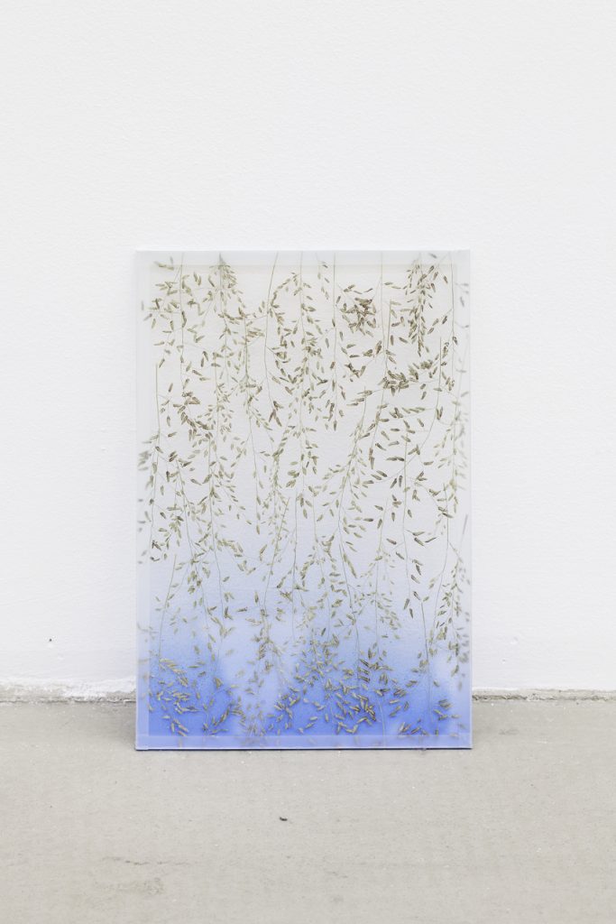 <i>by way of pressed broom grass</i>, 2012</br>
pressed flowers, spray paint, glass</br>25 x 17 cm