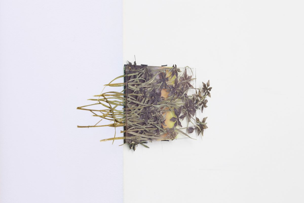 <i>by way of presses leopard lilies</i>, 2012</br>
pressed flowers, spray paint, glass</br>10 x 15 cm