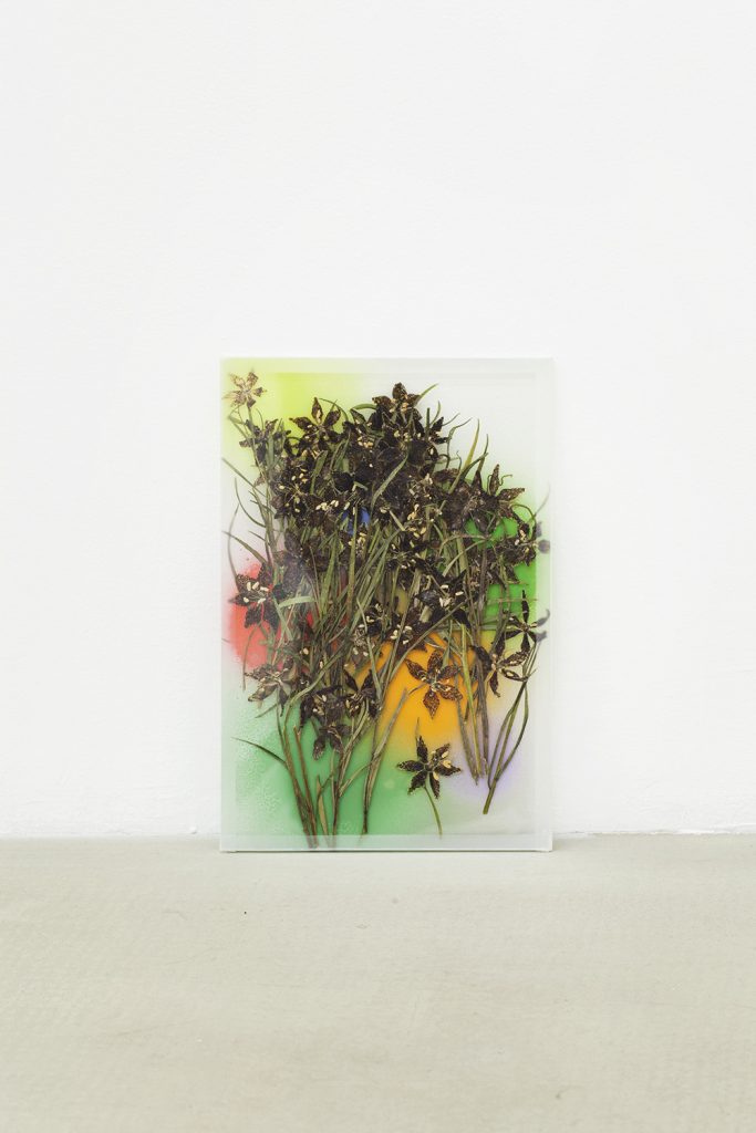 <i>by way of pressed leopard lilies (2)</i>, 2012</br>
pressed flowers, spray paint, glass</br>25 x 17 cm

