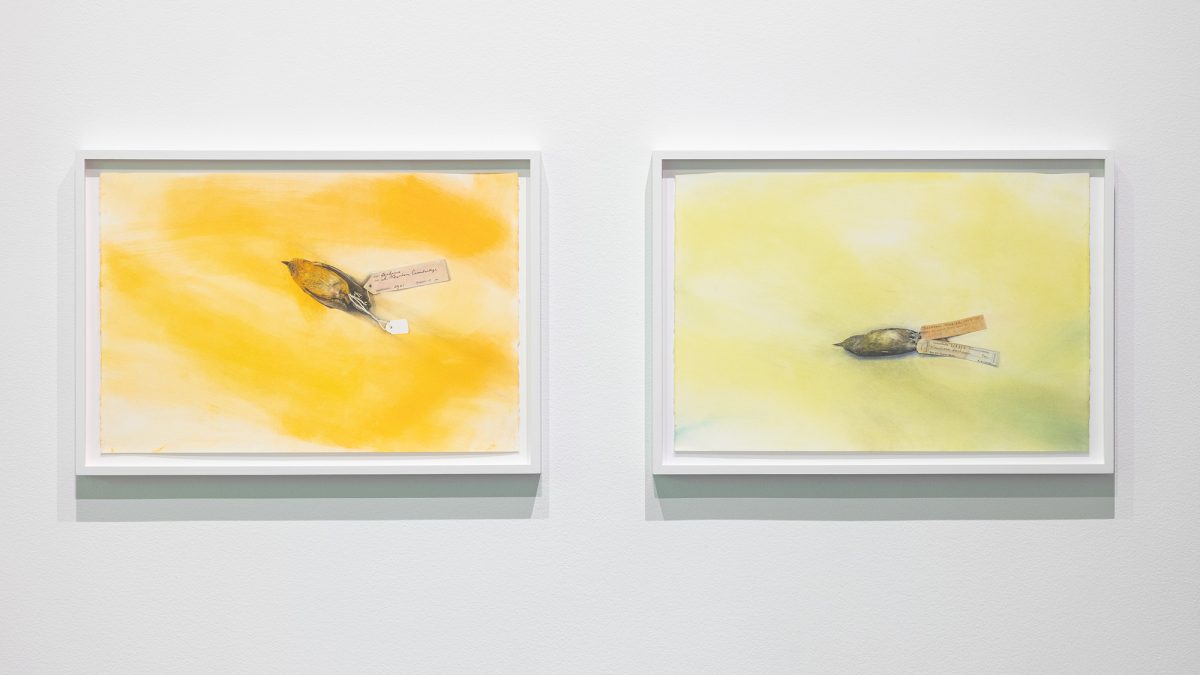 <i>Andrea Bowers. Exist, Flourish, Evolve</i>, 2023 </br> installation view, Museum of Contemporary Art, Cleveland