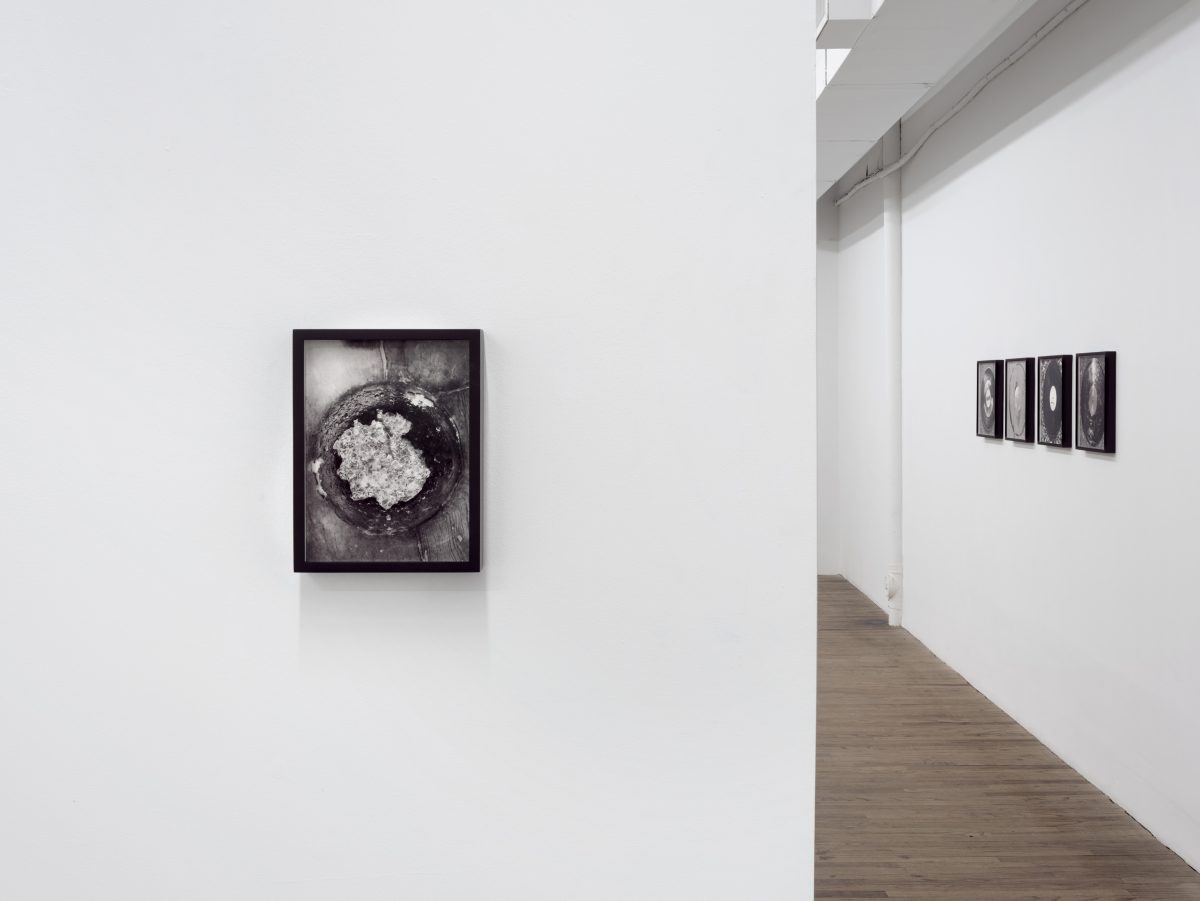 <i>THE SEAWEED SYTHESIZER</i>, 2025 </br>
installation view, kaufmann repetto, new york</br>