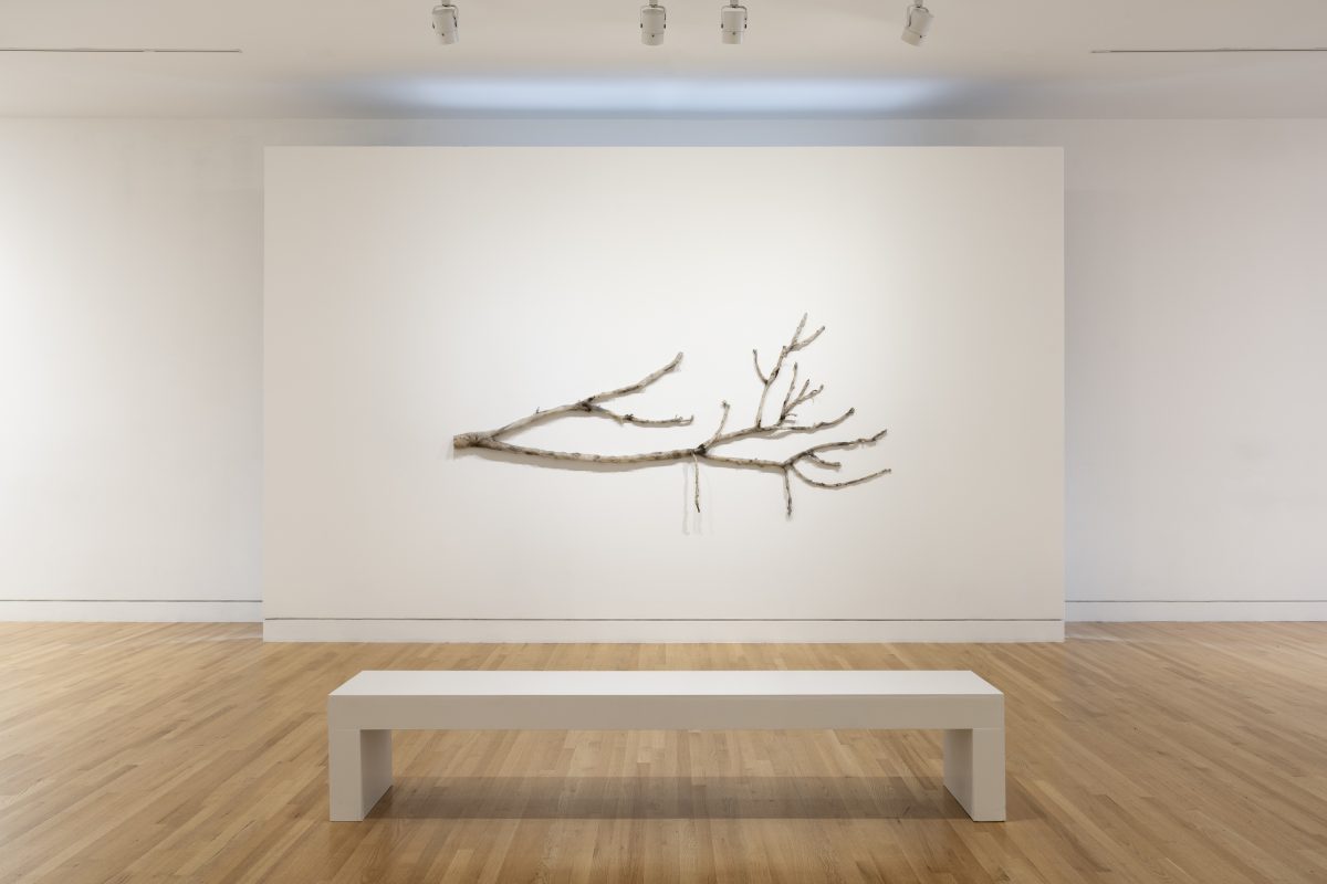 <i>Clarissa Tossin: to take root among the stars</i>, 2023
</br> installation view, Frye Art Museum, Seattle>