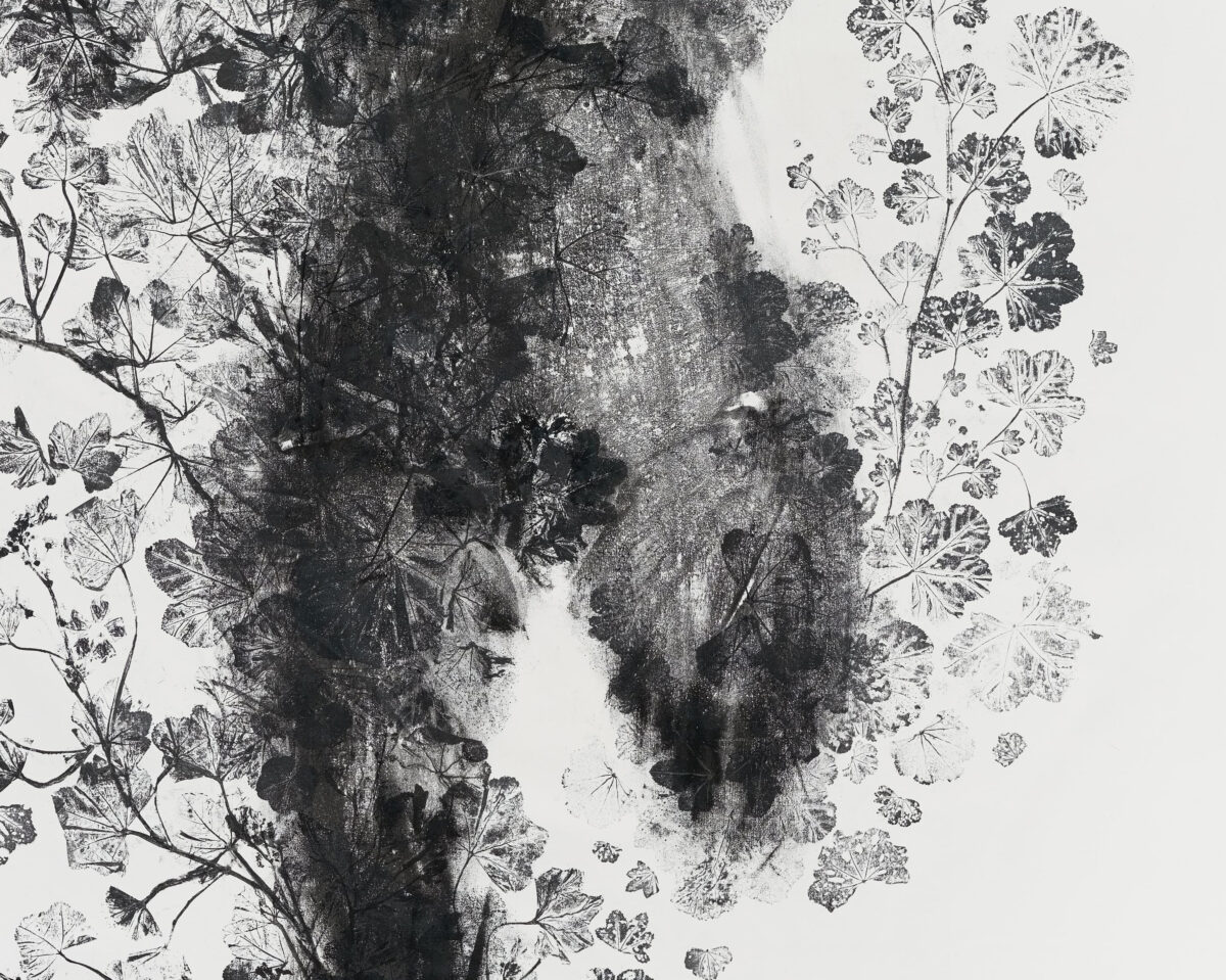 <i>Piante Vagabonde: Malva Neglecta, Roma</i>, 2025 </br>detail