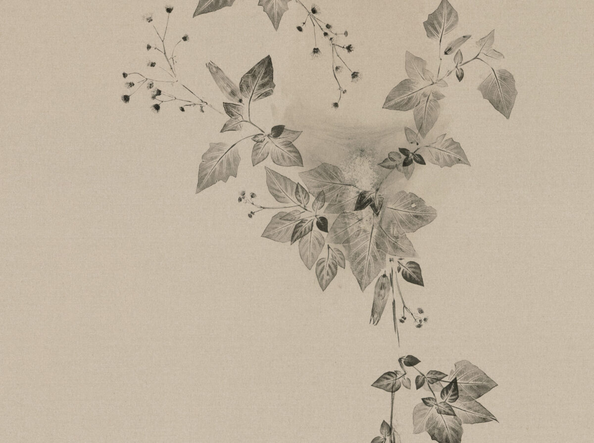 <i>Piante vagabonde: Datura innoxia, Arts District, Los Angeles</i>, 2026 </br>detail