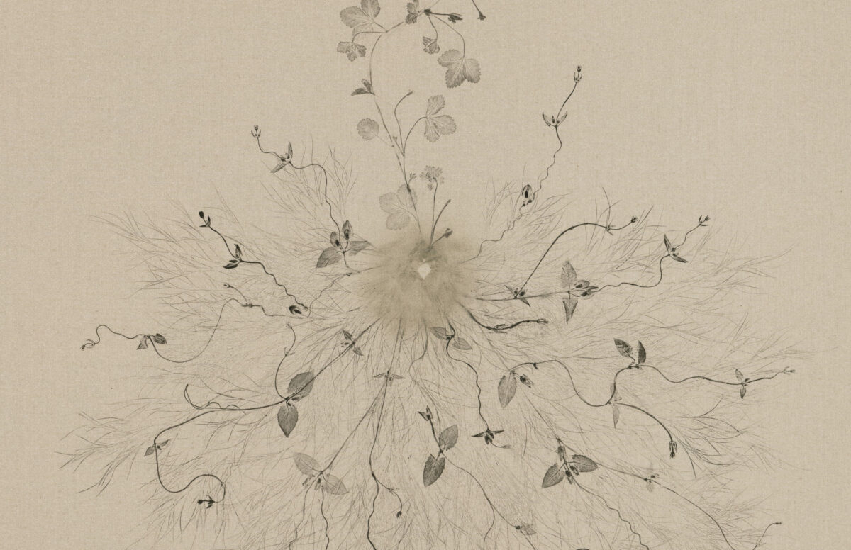 <i>Piante vagabonde: wild strawberry and blackeyed susan vine, Alameda Steet, Los Angeles</i>, 2026 </br>detail