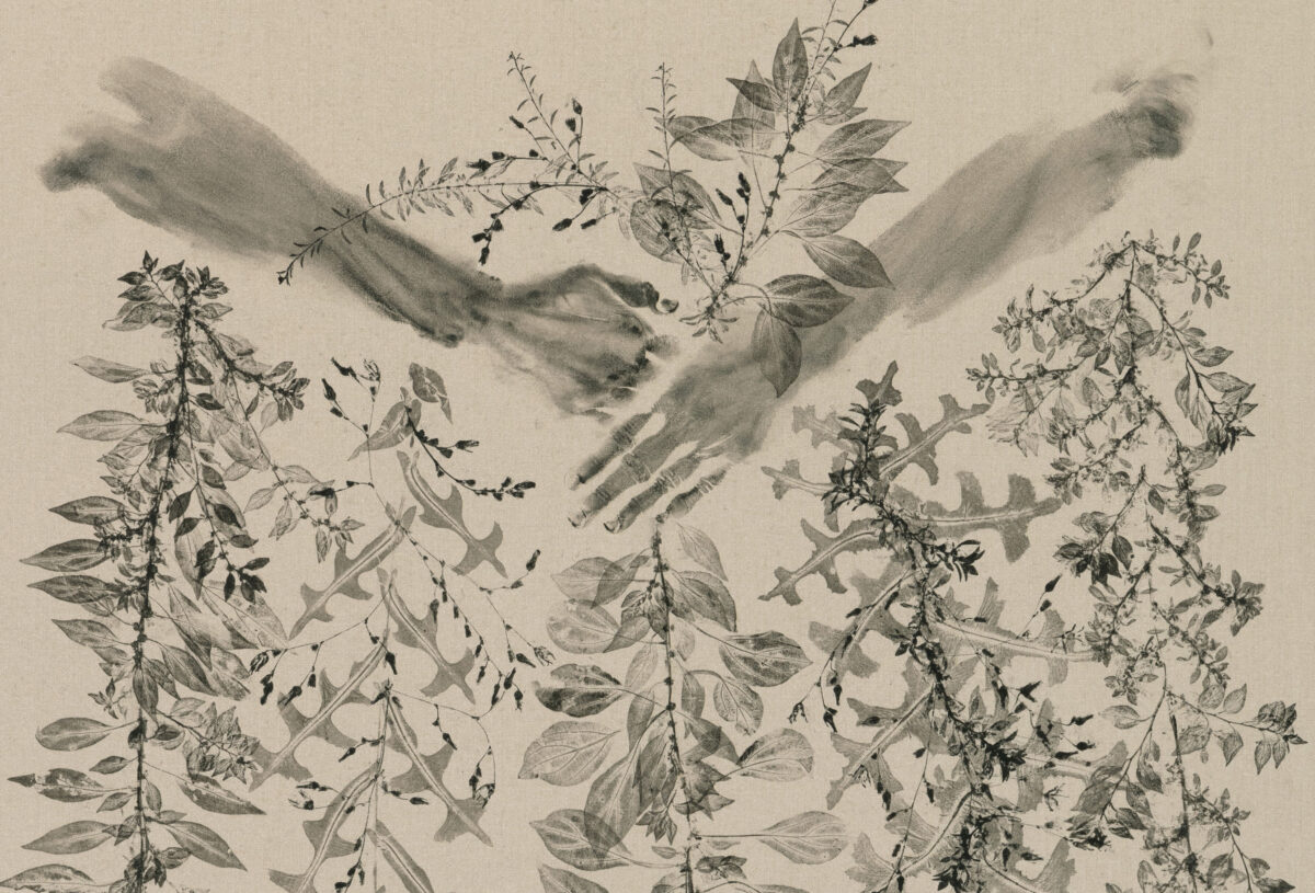 <i>Piante vagabonde: prickly lettuce and sticky weed, Echo Park, Los Angeles</i>, 2026 </br>detail