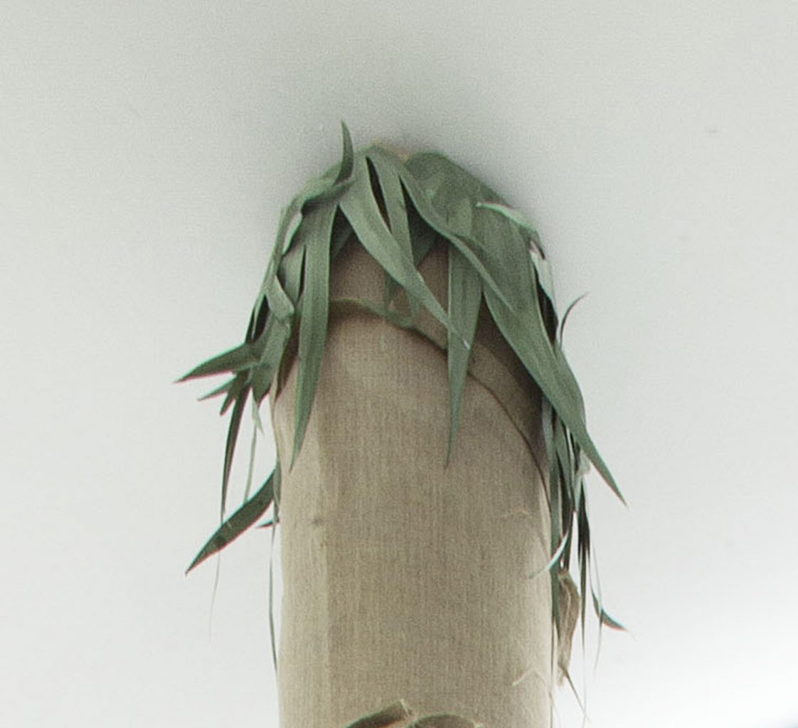 <i>palmenbaum</i>, 1999-2012 
</br>
(detail)
>