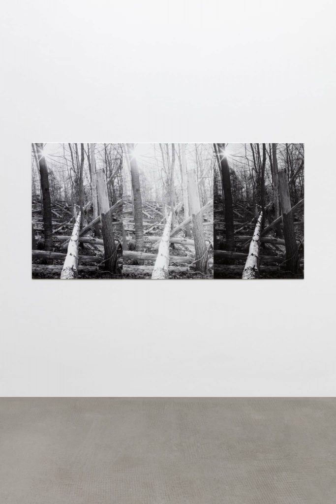 <i>three felled trees</i>, 2018</br>
archival pigment print mounted on aluminum, 3 prints complete set: </br>101,6 x 202,8 x 0,8 cm / 40 x 79.8 x 0.3 in each: 101,6 x 67,7 x 0,8 cm / 40 x 26.6 x 0.3 in