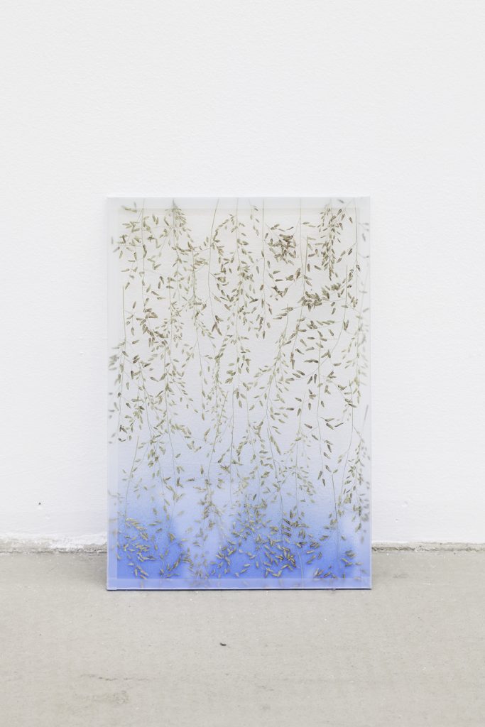 <i>by way of pressed broom grass</i>, 2012</br>
pressed flowers, spray paint, glass</br>25 x 17 cm