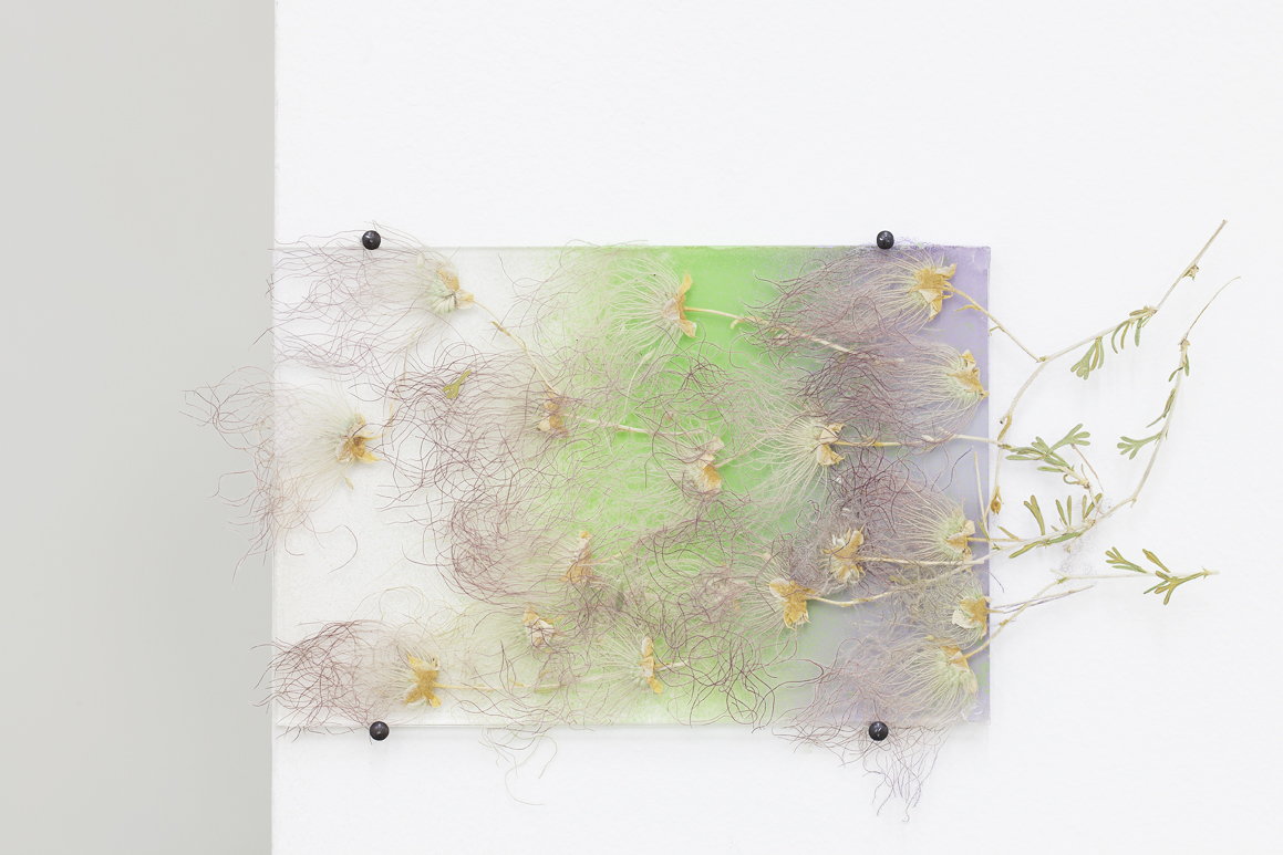 <i>by way of pressed apache plumes</i>, 2012</br>
pressed flowers, spray paint, glass</br>10 x 15 cm