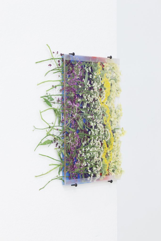 <i>by way of pressed alyssium</i>, 2012</br>
pressed flowers, spray paint, glass</br>15 x 10 cm