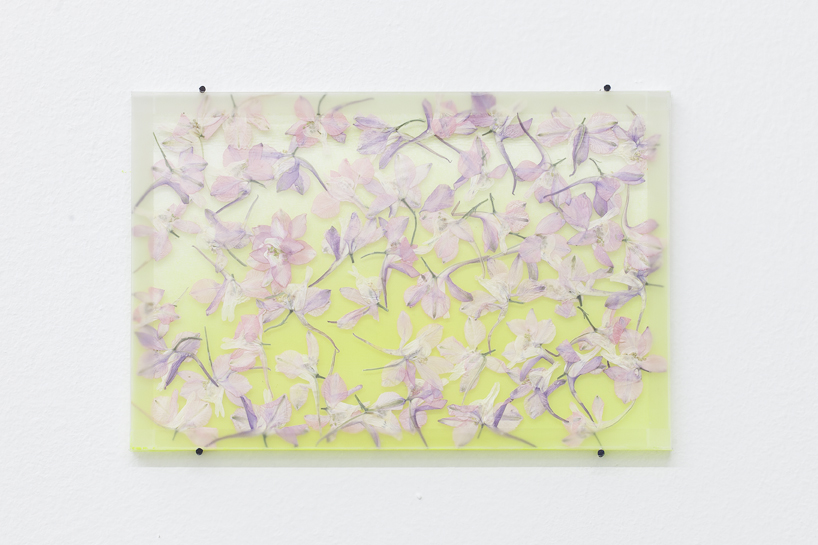 <i>by way of pressed pink larkspur</i>, 2012</br>
pressed flowers, spray paint, glass</br>12 x 18 cm