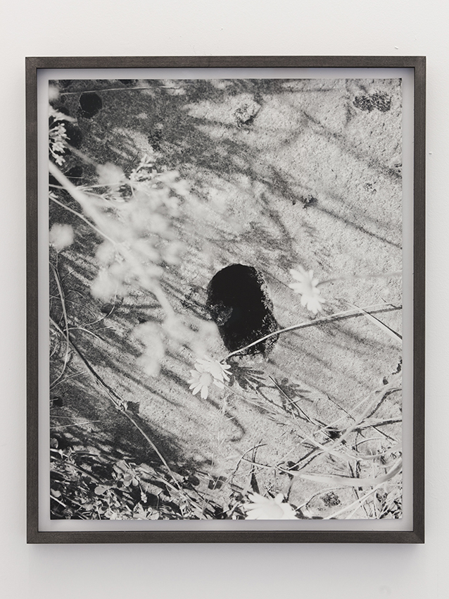 <i>flowers/hole</i>, 2011</br>
framed photograph</br>55,5 x 45,5 cm / 21.9 x 17.9 in