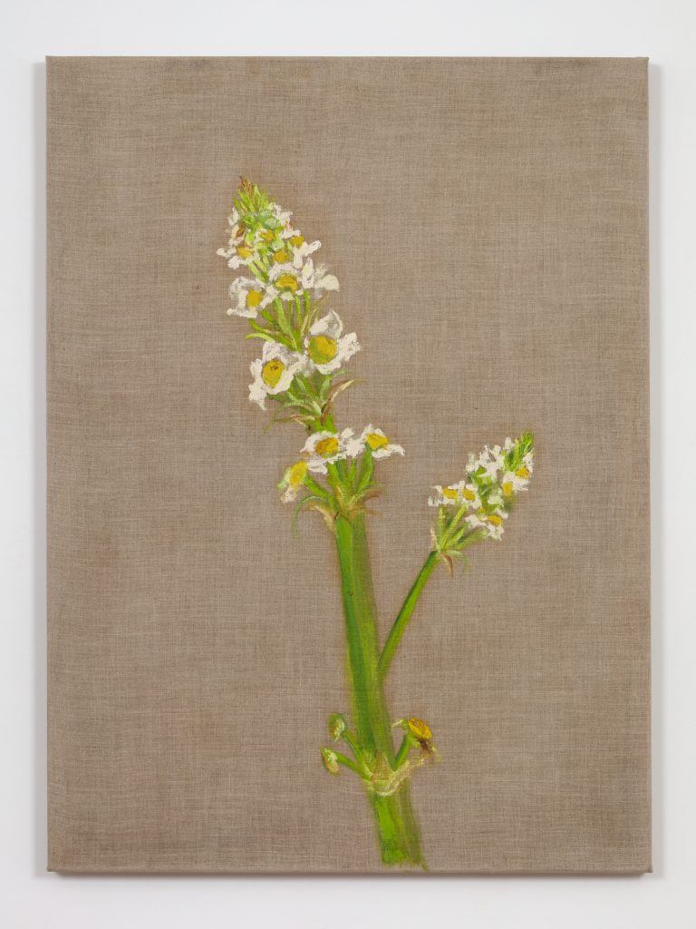 <I>Flor (Flower)</I>, 2005
</br>
oil on linen</br>
100,3 x 74 x 2,5 cm / 39.5 x 29.1 x 1 in