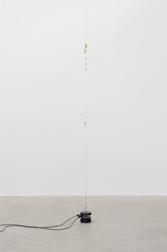 <i> Pistachio Pangolin on the Continuous Fingernail Transmitter,</i> 2020 </br>
string, pistachio shells, fake fingernails, vibration generator, frequency generators, cables</br> 
variable height, dimensions variable